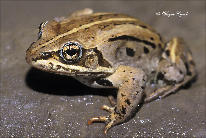 Wood Frog 101 by Dr. Wayne Lynch &copy;